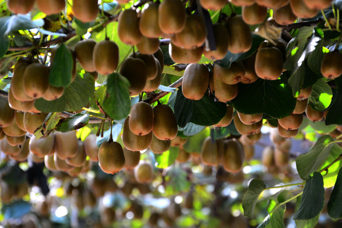 山东种植发展猕猴桃还是要以博山碧玉泰山一号品种为基础