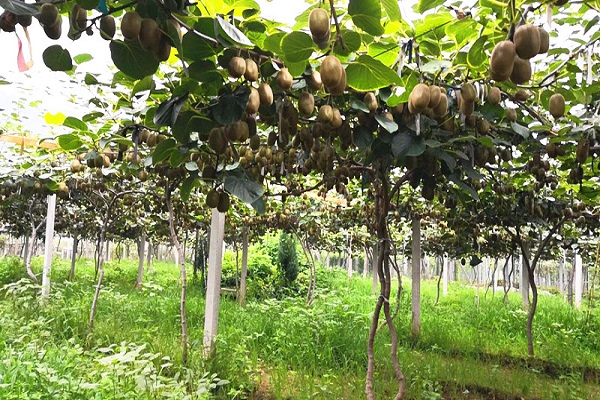 博山碧玉猕猴桃产量与猕猴桃树龄的关系，亩产过万不是梦