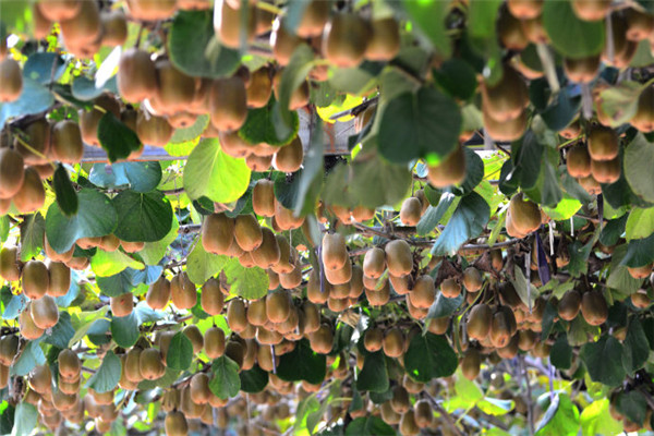个人对山东博山碧玉品种猕猴桃未来销售与产量产值的几点看法